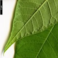 SpeciesSub: var. sinica